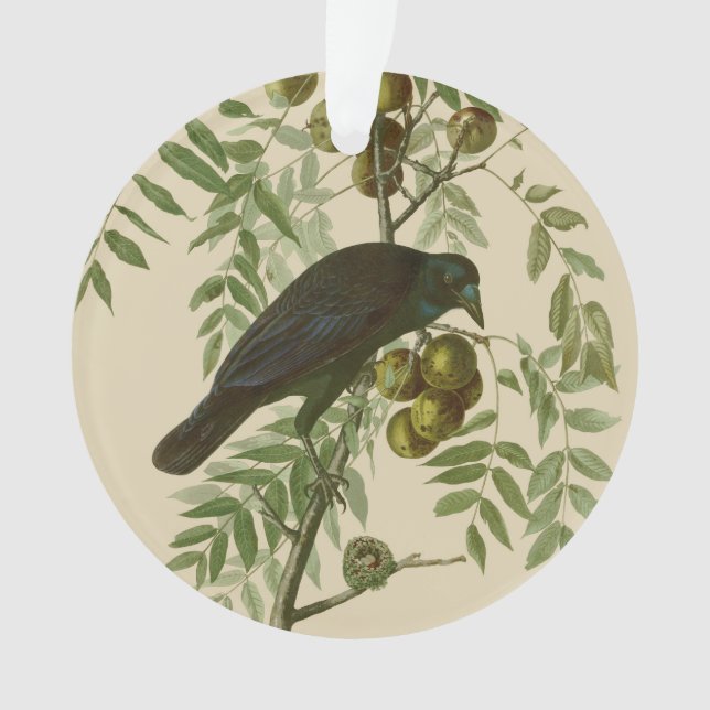Ornamento Impressão de Pássaro Grackle Roxo de Audubon Vinta (Frente)