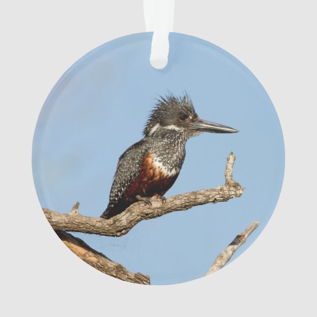 Ornamento Kingfisher gigante (Verso)