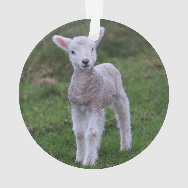 Ornamento Lamb Baby Shea Fazenda Animal (Verso)