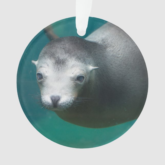 Ornamento Leão de mar de Smithsonian | (Frente)