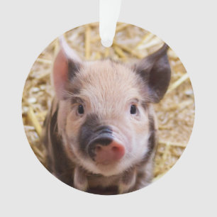 Ornamento Leitão bonito