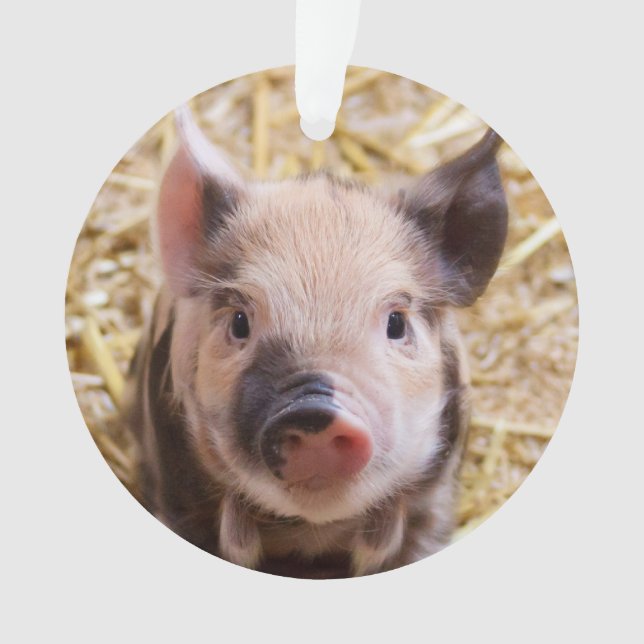Ornamento Leitão bonito (Frente)