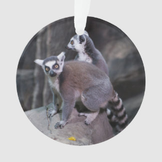 Ornamento lemur Anel-atado