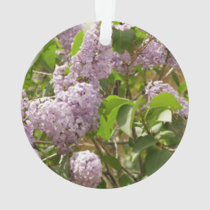 Ornamento Lilac Bush Lindas Flores de primavera Roxas
