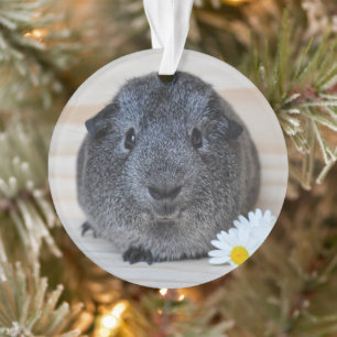 Ornamento Lindo Smooth, Porquinho-da-índia Agouti Prateado e