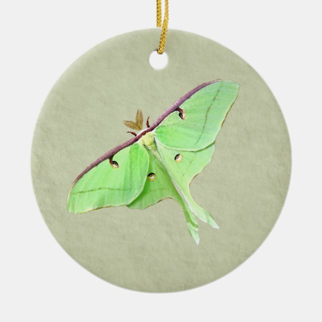Ornamento Luna Moth (Frente)