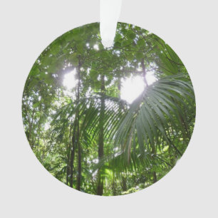 Ornamento Luz do sol através da capa tropical da floresta tr