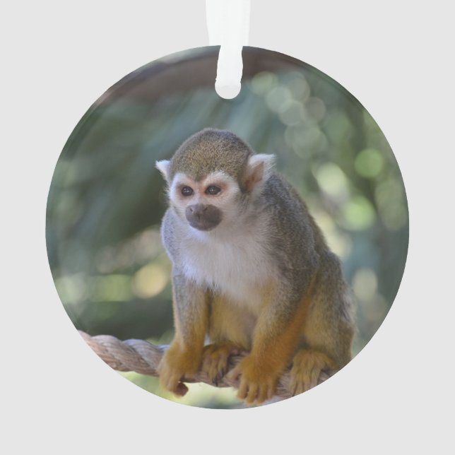 Ornamento Macaco de esquilo inquisidor (Verso)