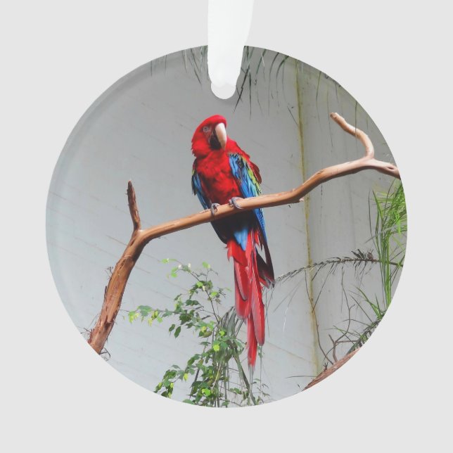 Ornamento Macaw de asa verde #2 (Frente)
