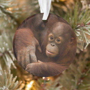 Ornamento Mãe de orangotango e bebê no zoológico