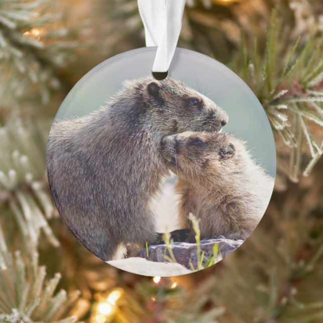 Ornamento Mãe Marmota com Bebê (Árvore)