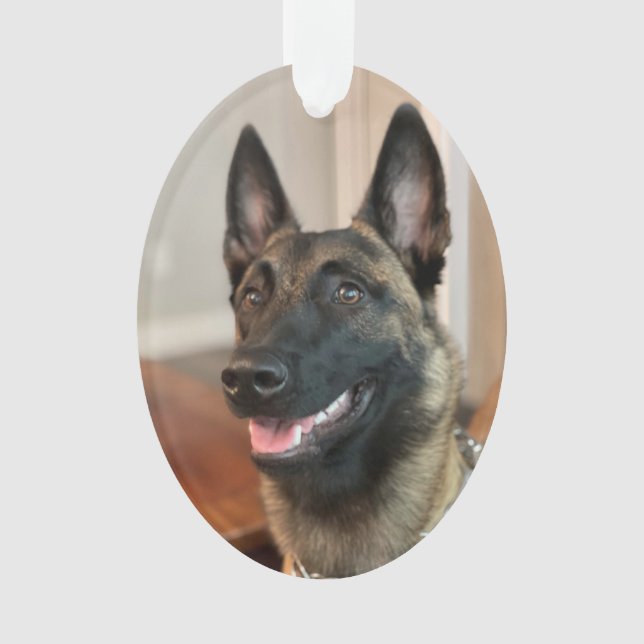 Ornamento Malinois Dog (Frente)