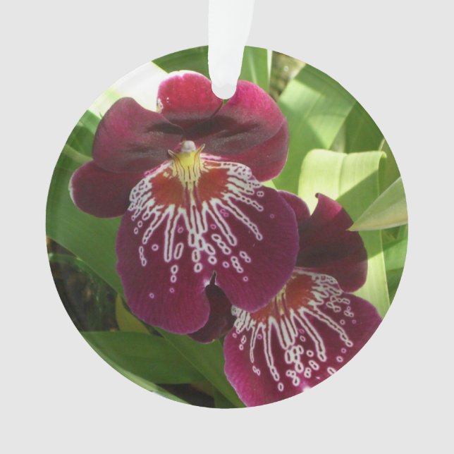 Ornamento Maroon Orchids II Elegante Floral (Frente)