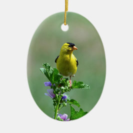 Ornamento Masculino Goldfinch
