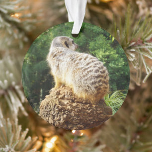 Ornamento Meerkat Com Vistas Alta,