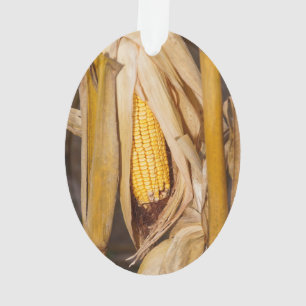Ornamento Milho Cobb na haste