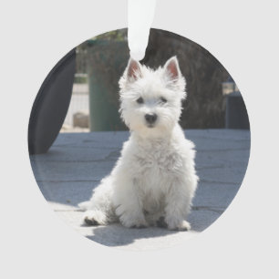Ornamento Montanhas ocidentais brancas Terrier que senta-se