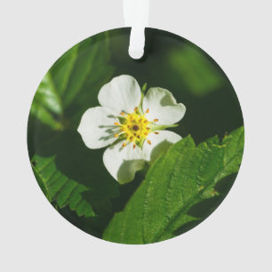 Ornamento Morango Selvagem