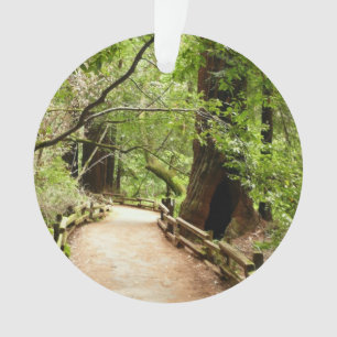 Ornamento Muir Woods Path II - Fotografia natural