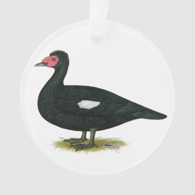Ornamento Muscovy Black Drake (Frente)