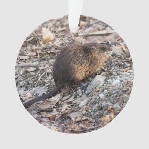 Ornamento Muskrat
