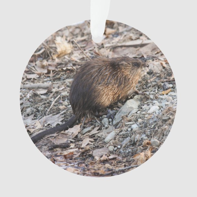 Ornamento Muskrat (Frente)