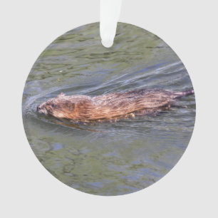 Ornamento Muskrat