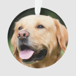 Ornamento Na Memória - Memorial customizável do Gold Lab