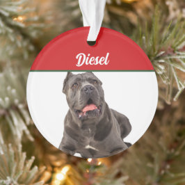 Ornamento Natal de Feriado de Cães Cane Corso