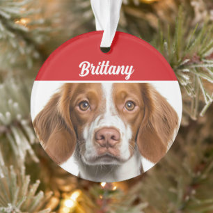 Ornamento Natal do Brittany Spaniel Dog Holiday