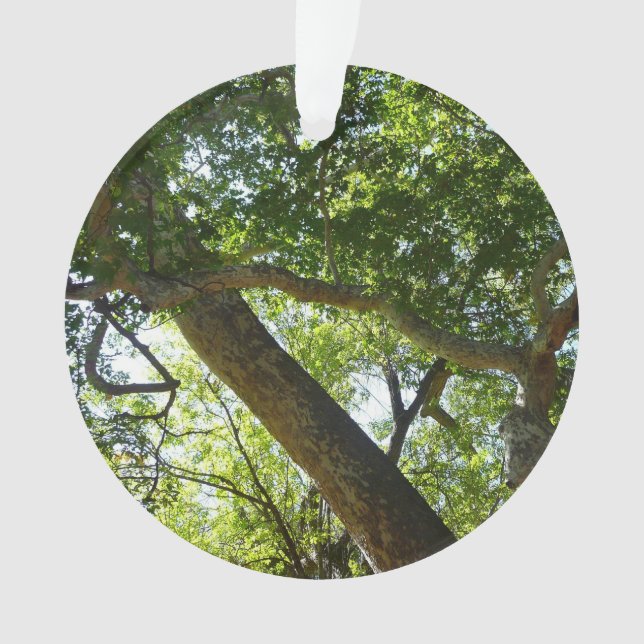 Ornamento Natureza Verde da Árvore Sycamore (Frente)