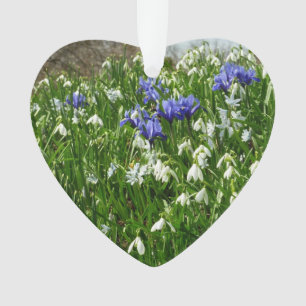 Ornamento O montanhês do primavera adiantado floresce a