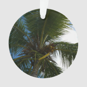 Ornamento Olhando para a natureza tropical da árvore de palm