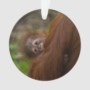 Ornamento Orangutan Baby Dando Uma Olhada