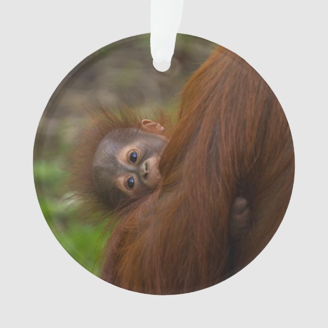 Ornamento Orangutan Baby Dando Uma Olhada (Frente)