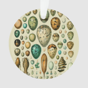 Ornamento Ovos de Pássaros Antigos Arte de Ovos de Peixe Fra
