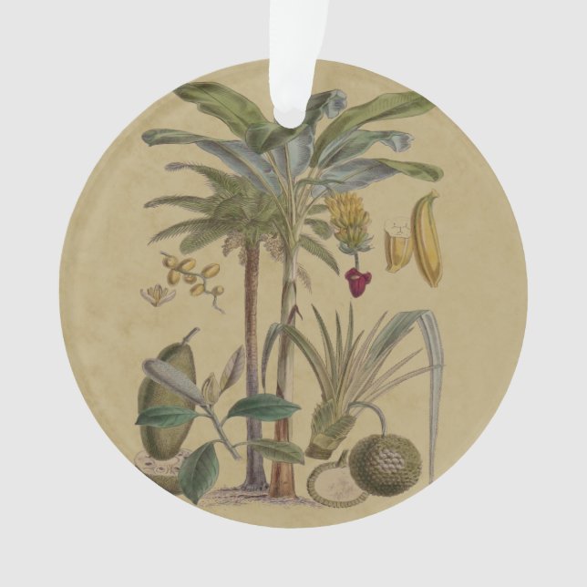 Ornamento Palm Antique Fruta Tropical Arte Botânica (Frente)
