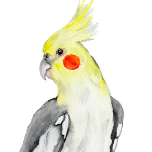 Ornamento Papagaio Cockatiel bonito.