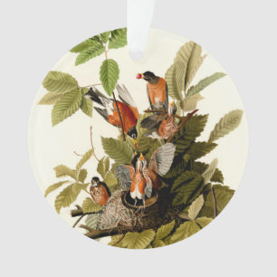 Ornamento Pássaro Americano Robin Wildlife