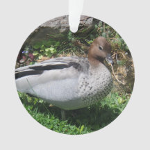 Pato Australiano de Madeira em Jardim Tranquilo