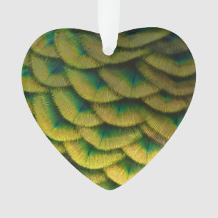 Ornamento Penas de Peacock II Natureza Colorida