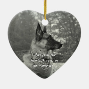 Ornamento perdido do animal de estimação