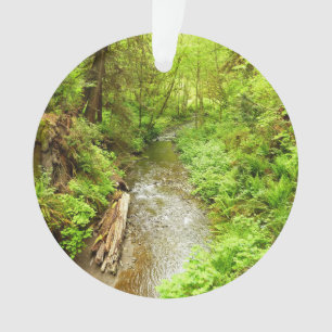 Ornamento Perdido Homem Creek II no Parque Nacional de Redwo