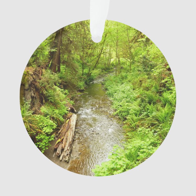 Ornamento Perdido Homem Creek II no Parque Nacional de Redwo (Frente)