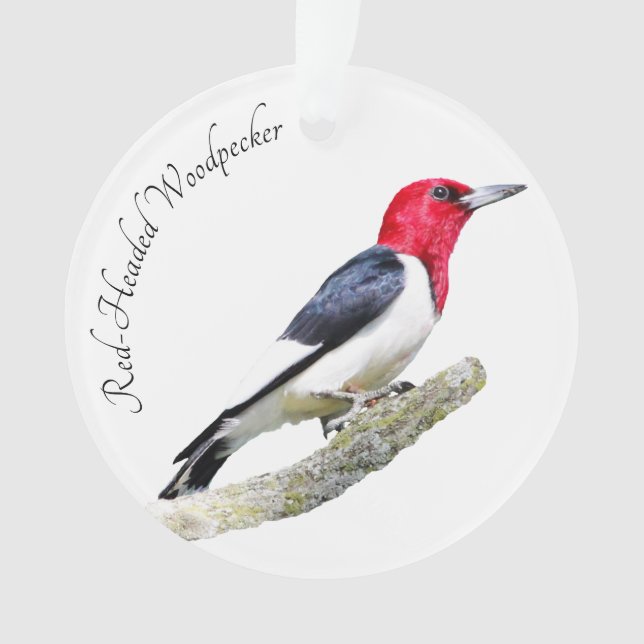 Ornamento Pica-pau Vermelho-Dirigido (Frente)