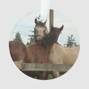 Ornamento Preparação do cavalo