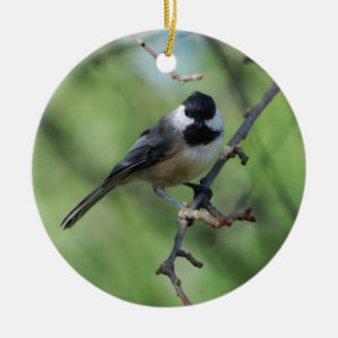 ornamento Preto-tampado do Chickadee