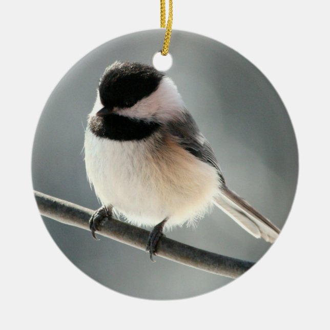 ornamento Preto-tampado do Chickadee (Frente)