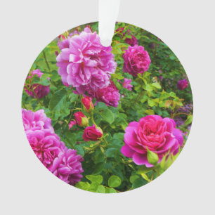 Ornamento Princesa Anne Rosa nº 2-1 Ornament