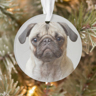 Ornamento Pug Retrato